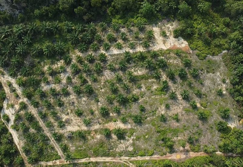 MENGHADAP JALAN UTAMA| Tanah Pertanian (Sawit), Endau, Mersing Untuk Dijual