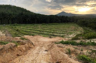 [FACING MAIN ROAD] Palm Oil Land, Triang Ilir, Jelebu, Negeri Sembilan For Sale