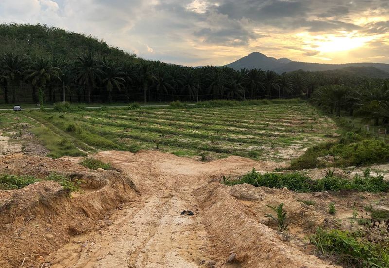 [FACING MAIN ROAD] Palm Oil Land, Triang Ilir, Jelebu, Negeri Sembilan For Sale