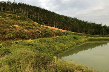 [FACING MAIN ROAD] Palm Oil Land, Triang Ilir, Jelebu, Negeri Sembilan For Sale
