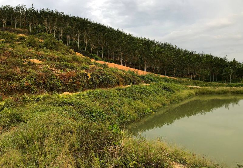 [FACING MAIN ROAD] Palm Oil Land, Triang Ilir, Jelebu, Negeri Sembilan For Sale