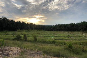 [FACING MAIN ROAD] Palm Oil Land, Triang Ilir, Jelebu, Negeri Sembilan For Sale