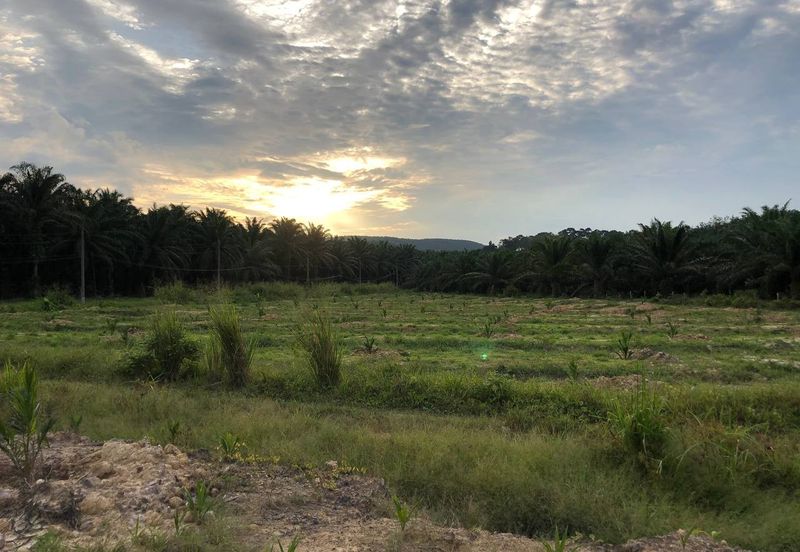 [FACING MAIN ROAD] Palm Oil Land, Triang Ilir, Jelebu, Negeri Sembilan For Sale