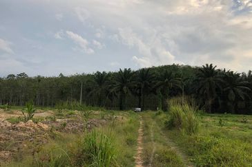 [FACING MAIN ROAD] Palm Oil Land, Triang Ilir, Jelebu, Negeri Sembilan For Sale