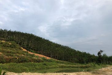 [FACING MAIN ROAD] Palm Oil Land, Triang Ilir, Jelebu, Negeri Sembilan For Sale