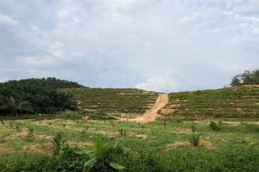 [FACING MAIN ROAD] Palm Oil Land, Triang Ilir, Jelebu, Negeri Sembilan For Sale