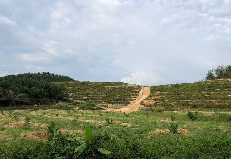 [FACING MAIN ROAD] Palm Oil Land, Triang Ilir, Jelebu, Negeri Sembilan For Sale