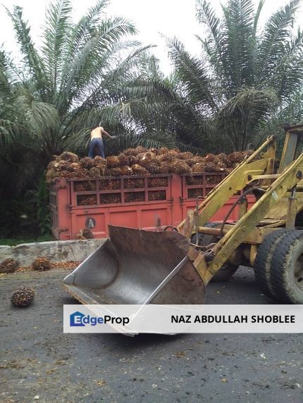 Palm Oil Land Keratong, Rompin, Pahang For Sale, Pahang, Rompin District