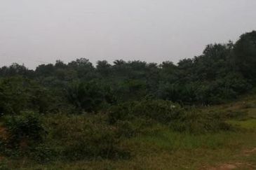 Palm Oil Land Guar Jering, Bukit Mertajam For Sale