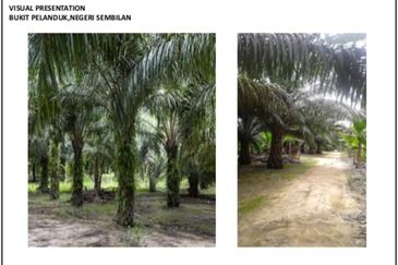 Palm Oil Land Bukit Pelanduk, Port Dickson, Negeri Sembilan For Sale