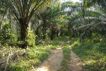 Palm Oil Land Gadong, Sendayan For Sale