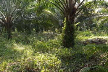 Palm Oil Land Gadong, Sendayan For Sale