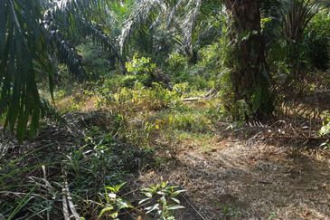 Palm Oil Land Gadong, Sendayan For Sale