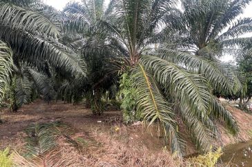 [FRONTING ROAD] Agriculture Land Jalan Sungai Buaya, Kuala Langat For Sale