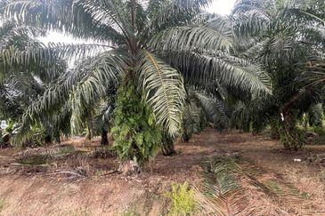 [FRONTING ROAD] Agriculture Land Jalan Sungai Buaya, Kuala Langat For Sale