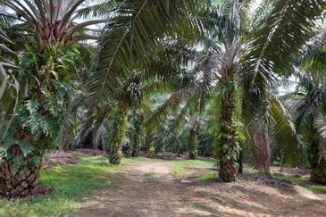 [FRONTING LEBUH AMJ] Potential Development Land Jasin, Melaka For Sale