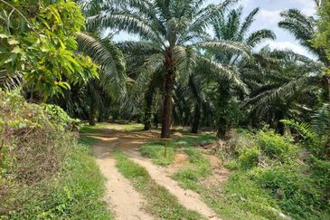 [FRONTING LEBUH AMJ] Potential Development Land Jasin, Melaka For Sale