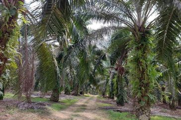 [FRONTING LEBUH AMJ] Potential Development Land Jasin, Melaka For Sale