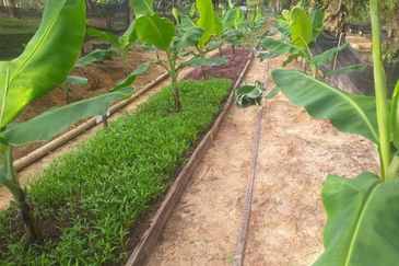 Jalan Bukit Cherakah