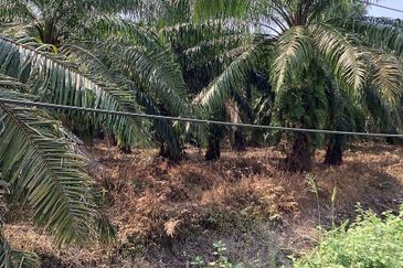 Residential Potential Development Land Bukit Kemandul, Jenjarom For Sale