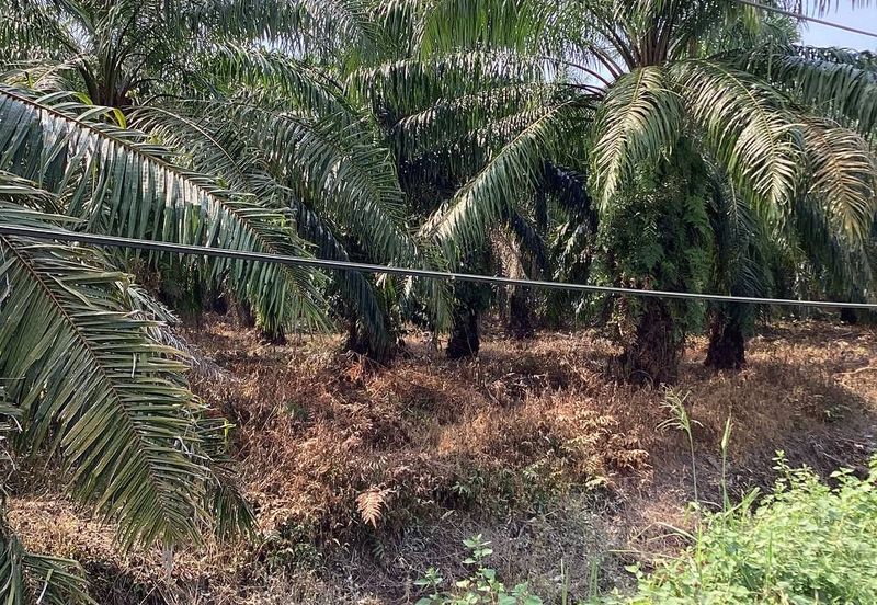 Residential Potential Development Land Bukit Kemandul, Jenjarom For Sale