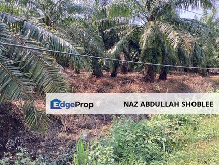 Residential Potential Development Land Bukit Kemandul, Jenjarom For Sale, Selangor, Jenjarom