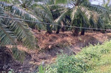 Residential Potential Development Land Bukit Kemandul, Jenjarom For Sale