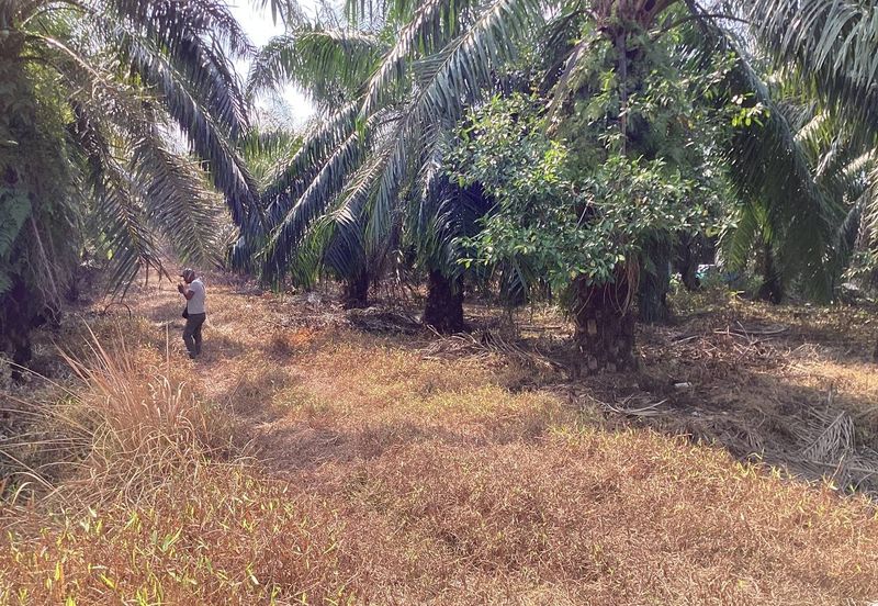 Residential Potential Development Land Bukit Kemandul, Jenjarom For Sale