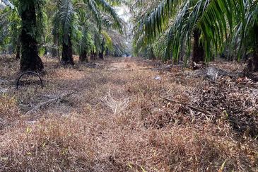 Residential Potential Development Land Bukit Kemandul, Jenjarom For Sale