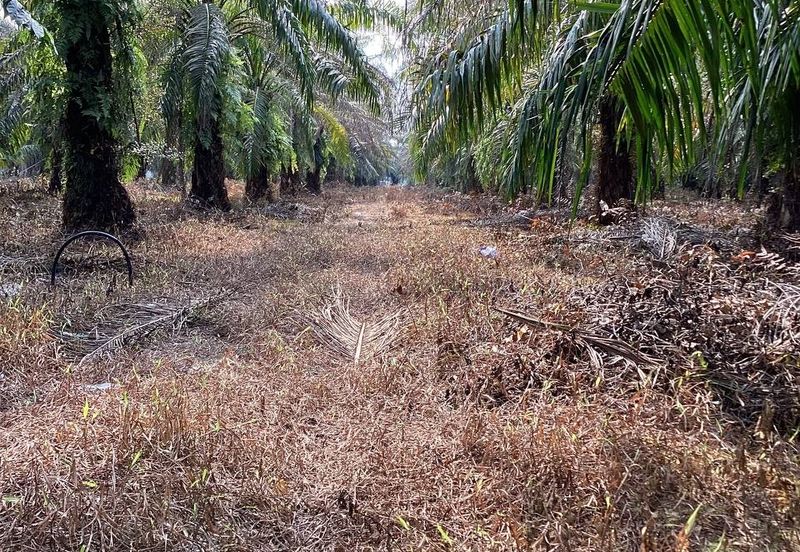 Residential Potential Development Land Bukit Kemandul, Jenjarom For Sale