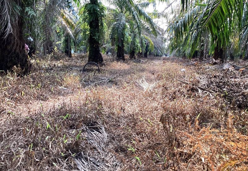 Residential Potential Development Land Bukit Kemandul, Jenjarom For Sale