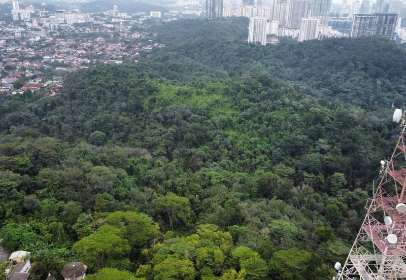 Bukit Gasing, Seksyen 5