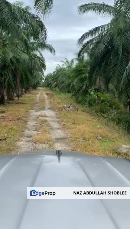 Palm Oil Plantation Kampung Sawah, Banting For Sale, Selangor, Banting