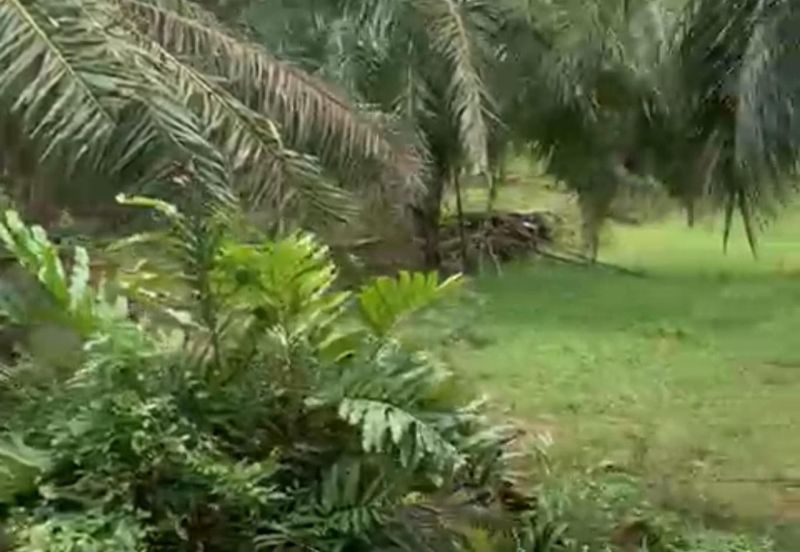 Palm Oil Plantation Kampung Sawah, Banting For Sale