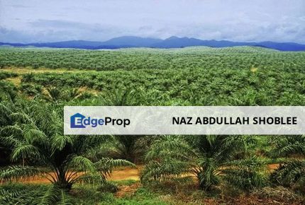 [INCLUDE EQUIPMENT] Palm Oil Plantation Gua Musang, Kelantan For Sale, Kelantan, Gua Musang