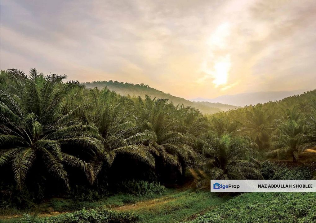 [INCLUDE EQUIPMENT] Palm Oil Plantation Gua Musang, Kelantan For Sale, Kelantan, Gua Musang