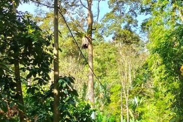 Potential Recreational Area Development Land Kemensah, Selangor For Sale