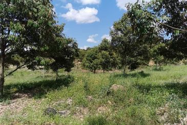 Durian Orchard (Musang King) Pelangai, Bentong For Sale