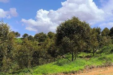 Durian Orchard (Musang King) Pelangai, Bentong For Sale