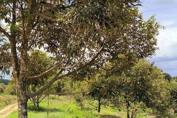 Durian Orchard (Musang King) Pelangai, Bentong For Sale