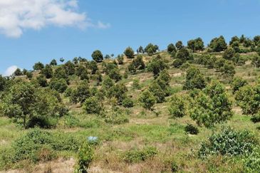 Durian Orchard (Musang King) Pelangai, Bentong For Sale