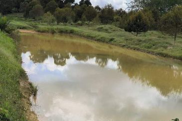 Durian Orchard (Musang King) Pelangai, Bentong For Sale