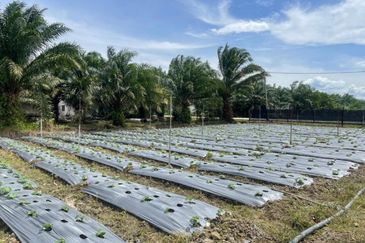 Tasek Gelugor Agricultural Land