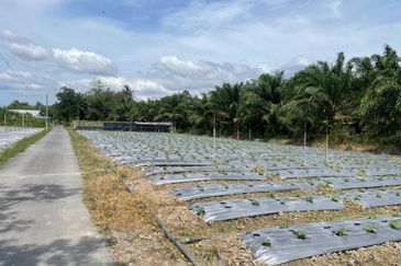 Tasek Gelugor Agricultural Land