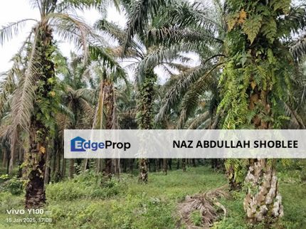 Palm Oil Plantation Rengam, Kluang For Sale, Johor, Rengam