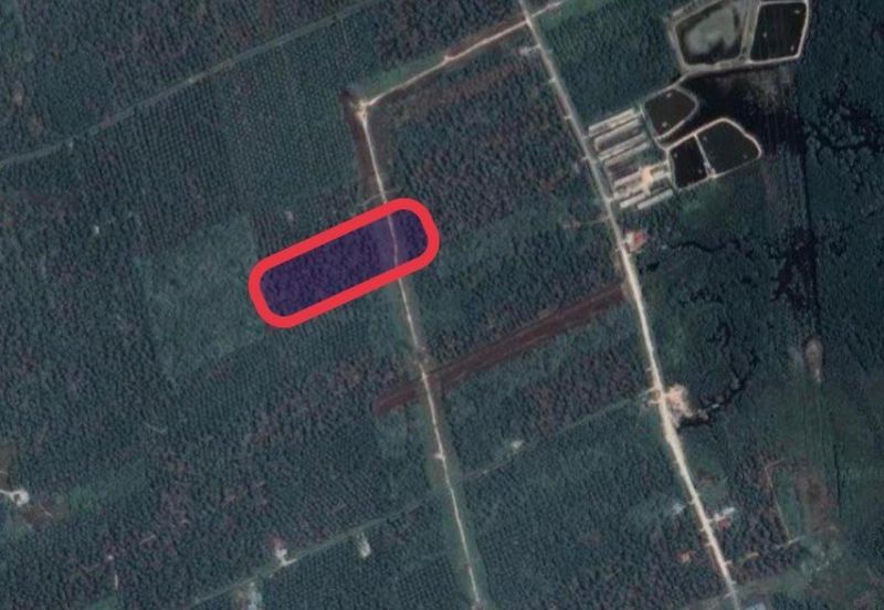 Palm Oil Plantation Sungai Karang, Pontian For Sale