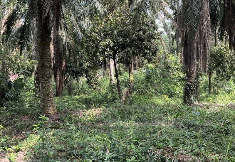 Palm Oil Plantation Sungai Karang, Pontian For Sale