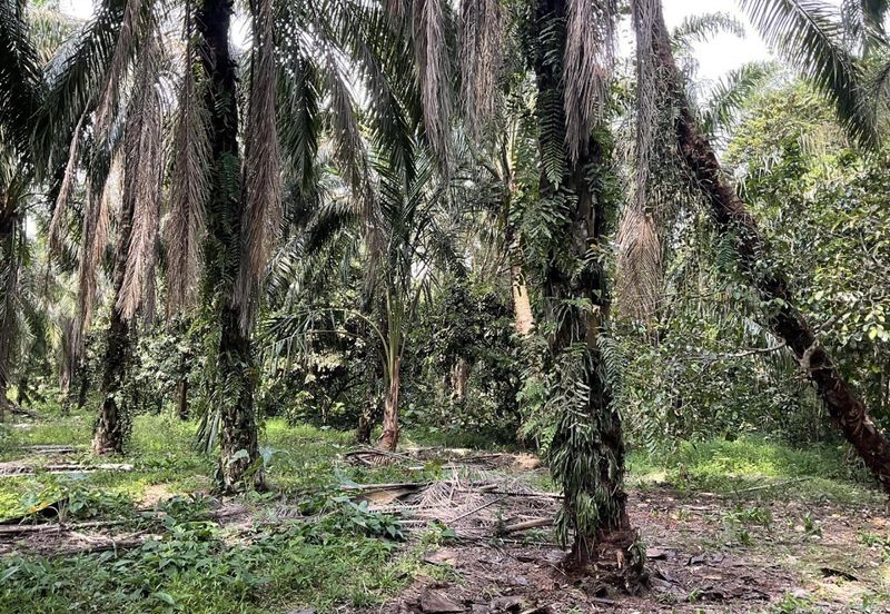 Palm Oil Plantation Sungai Karang, Pontian For Sale
