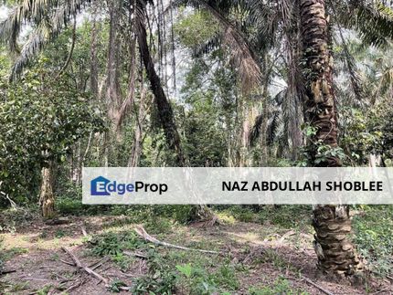 Palm Oil Plantation Sungai Karang, Pontian For Sale, Johor, Pontian