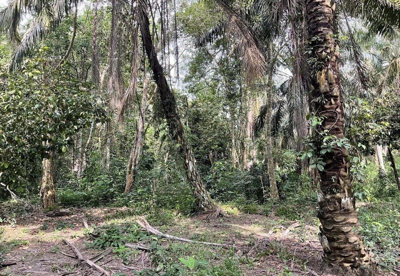 Palm Oil Plantation Sungai Karang, Pontian For Sale